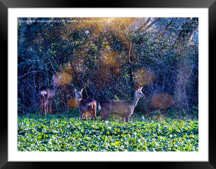 Roe Deer in a field Framed Mounted Print by Stephen Pimm