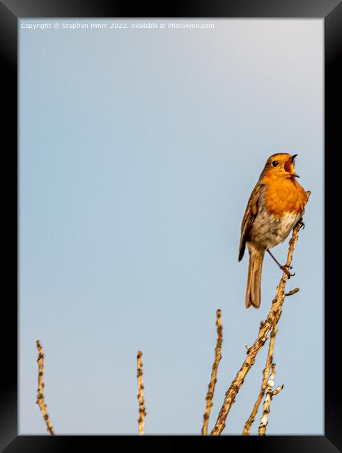 A Robin on a branch Singing  Framed Print by Stephen Pimm