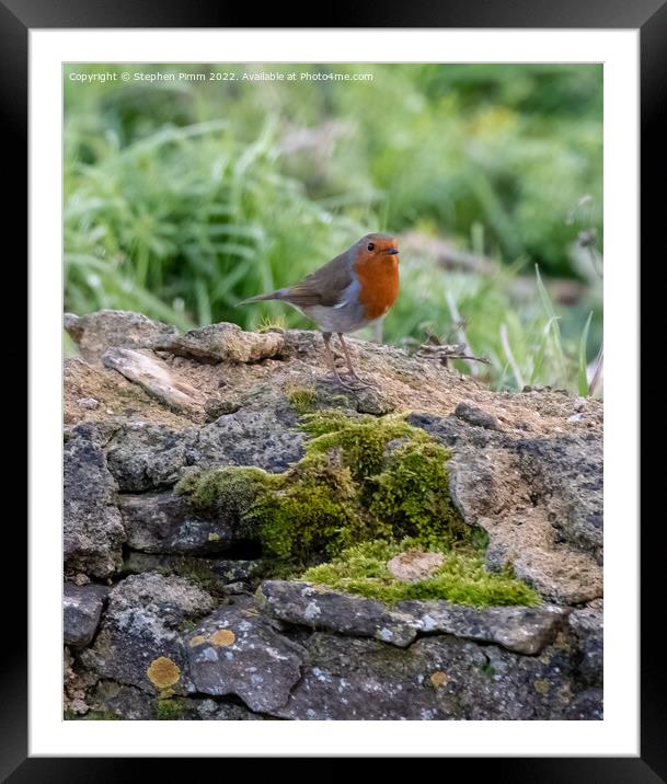 A Robin on a wall Framed Mounted Print by Stephen Pimm