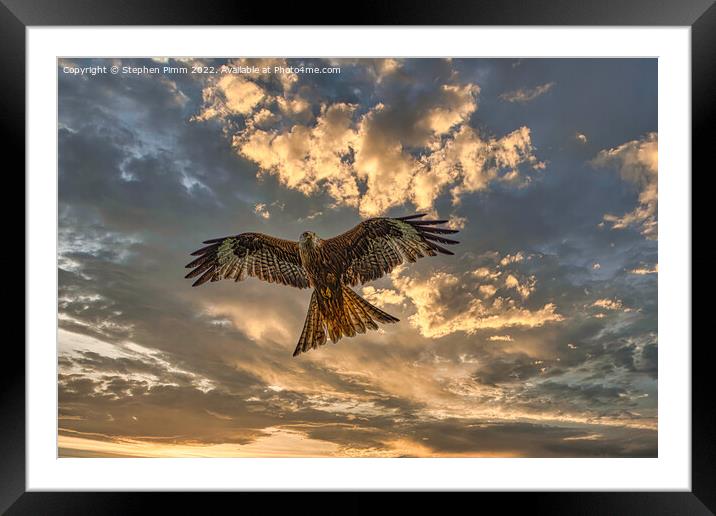 Red Kite in flight with dramatic sky Framed Mounted Print by Stephen Pimm