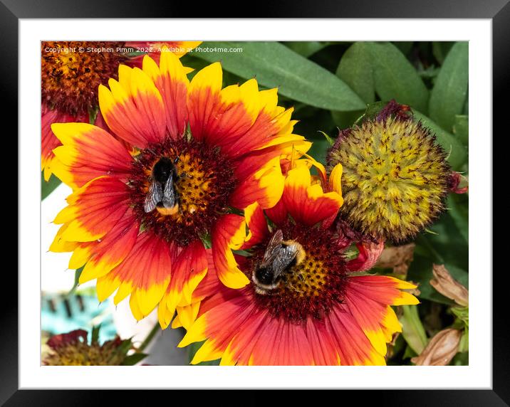 Bees on Flowers Framed Mounted Print by Stephen Pimm