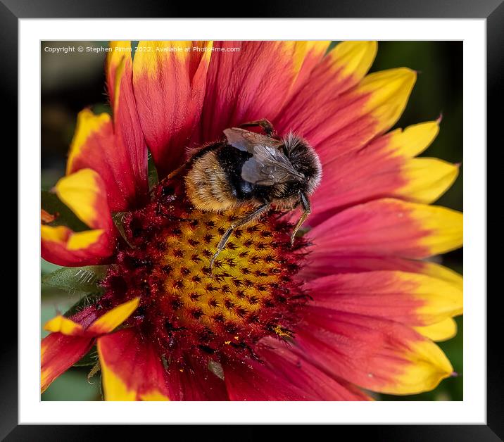 Bee on Flower Framed Mounted Print by Stephen Pimm