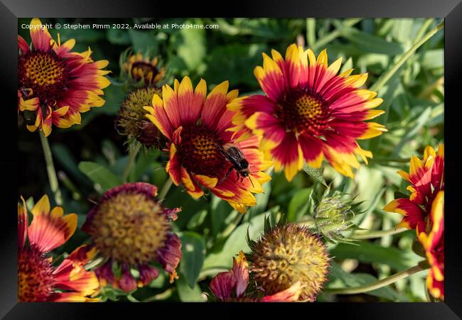 Bee on Flowers Framed Print by Stephen Pimm