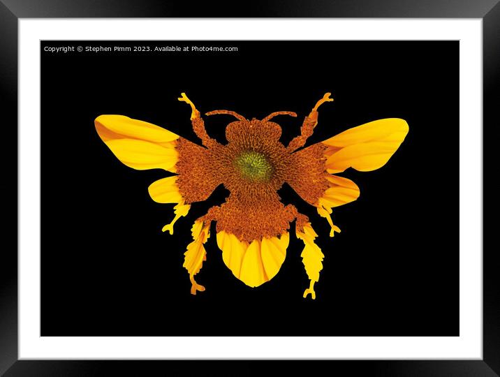 Sunflower Bee Silhouette Framed Mounted Print by Stephen Pimm