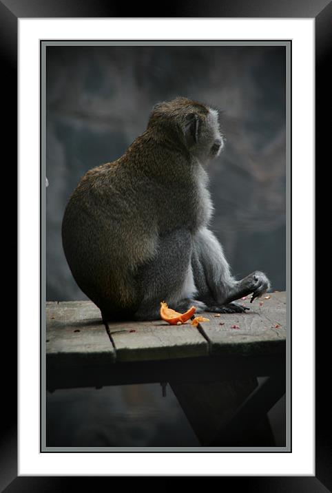Cebid monkey Framed Mounted Print by Ciobanu Razvan
