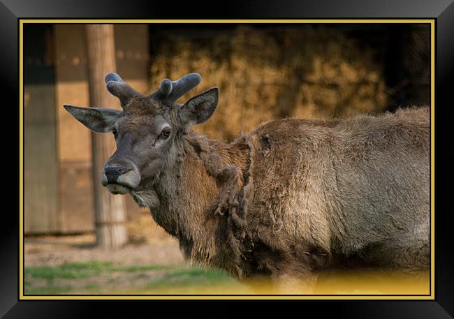 Deer Framed Print by Ciobanu Razvan