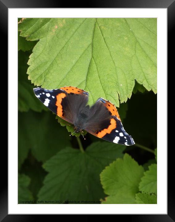 Admiral butterfly  Framed Mounted Print by Kelly Burton