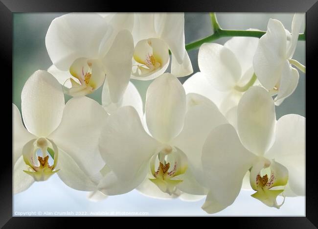 White Orchid Framed Print by Alan Crumlish