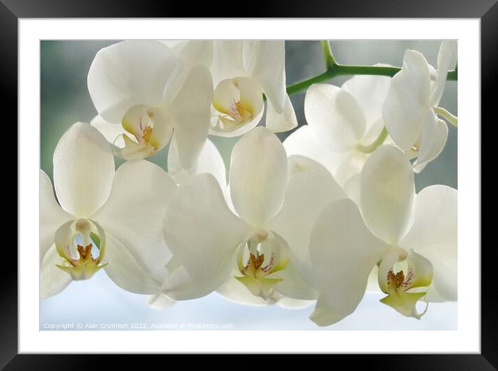 White Orchid Framed Mounted Print by Alan Crumlish