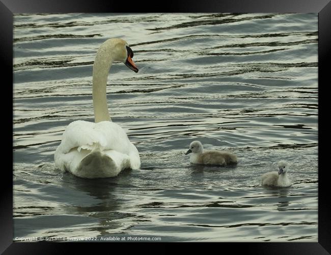 Swan with Cygnets Framed Print by Susanne Swayze