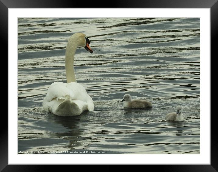 Swan with Cygnets Framed Mounted Print by Susanne Swayze