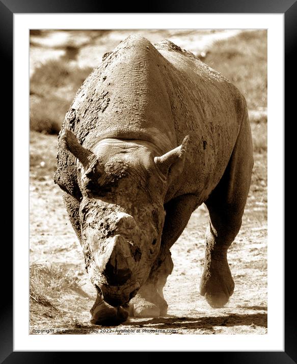 Rhino  Framed Mounted Print by Ray Putley
