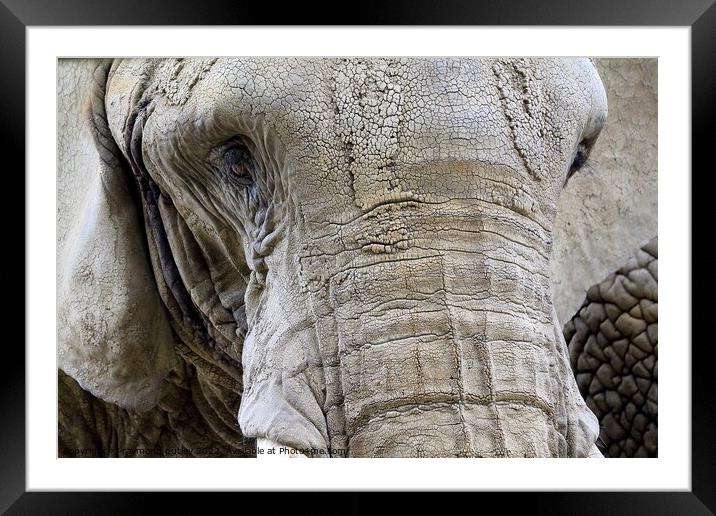 Elephant Portrait Framed Mounted Print by Ray Putley