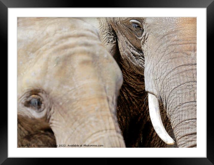 Elephant with her young  Framed Mounted Print by Ray Putley