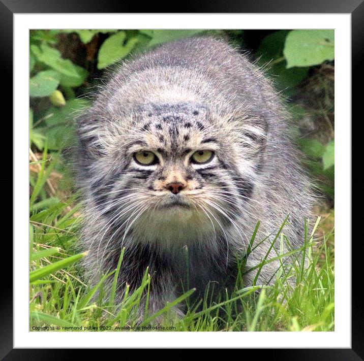 Pallas Manul Cat Framed Mounted Print by Ray Putley
