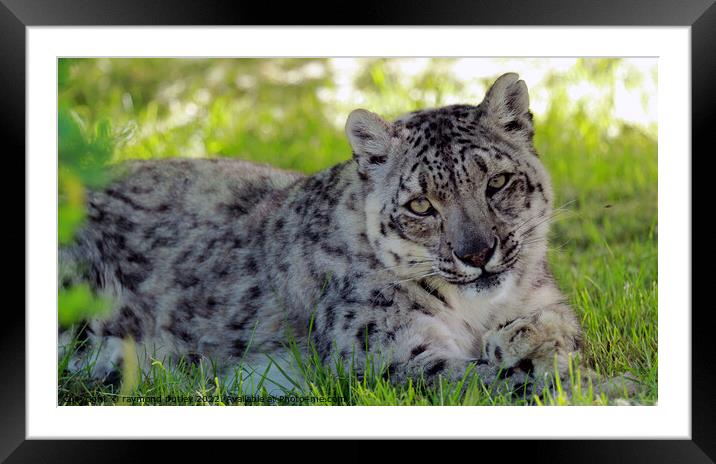 Snow Leopard Framed Mounted Print by Ray Putley