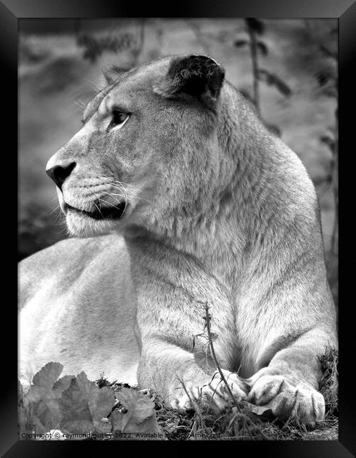 African Lion Framed Print by Ray Putley