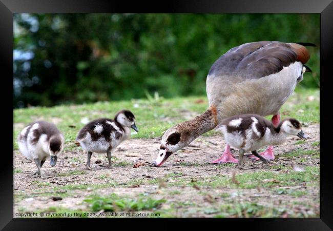 Egyptian Goose and Goslings. Framed Print by Ray Putley