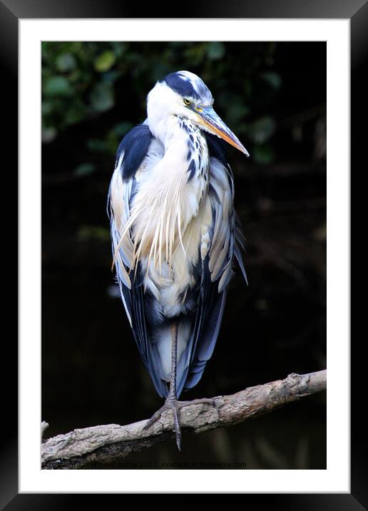 Heron Framed Mounted Print by Ray Putley