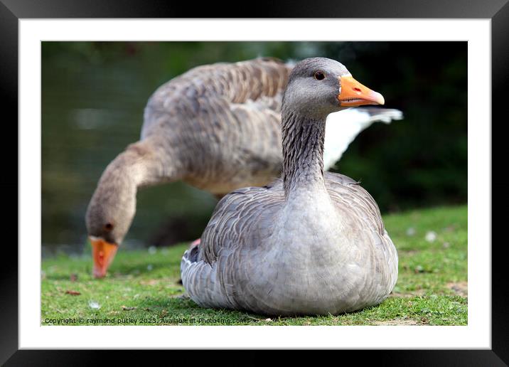 Greylag Geese Framed Mounted Print by Ray Putley