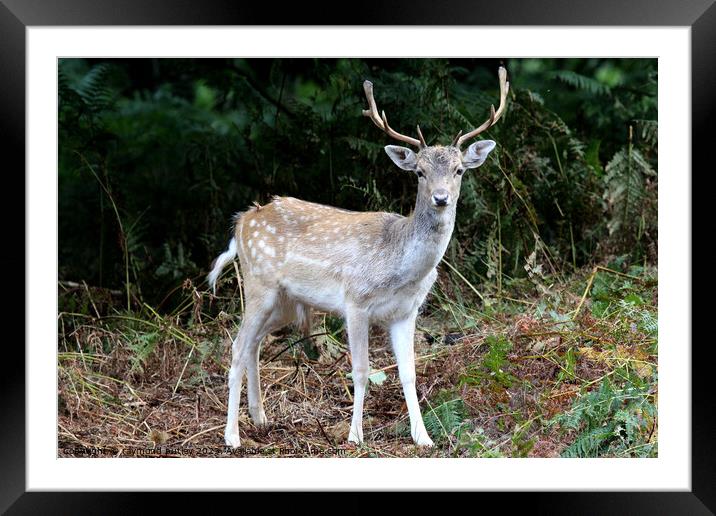 Sika Deer Framed Mounted Print by Ray Putley