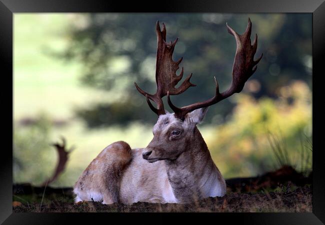 Fallow Deer Stag Framed Print by Ray Putley