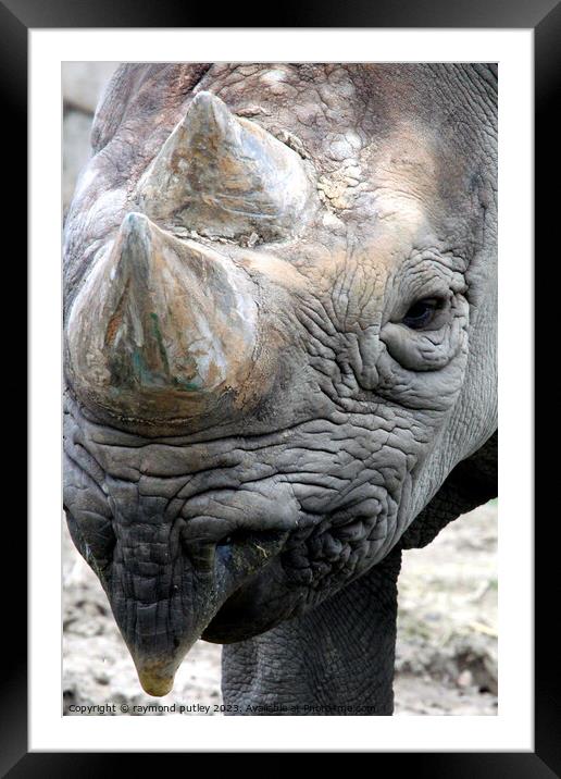 Black Rhino Framed Mounted Print by Ray Putley