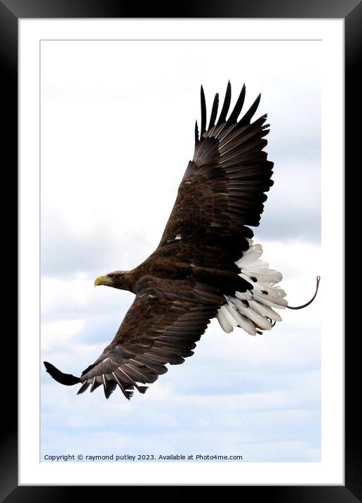 White Tailed Eagle Framed Mounted Print by Ray Putley