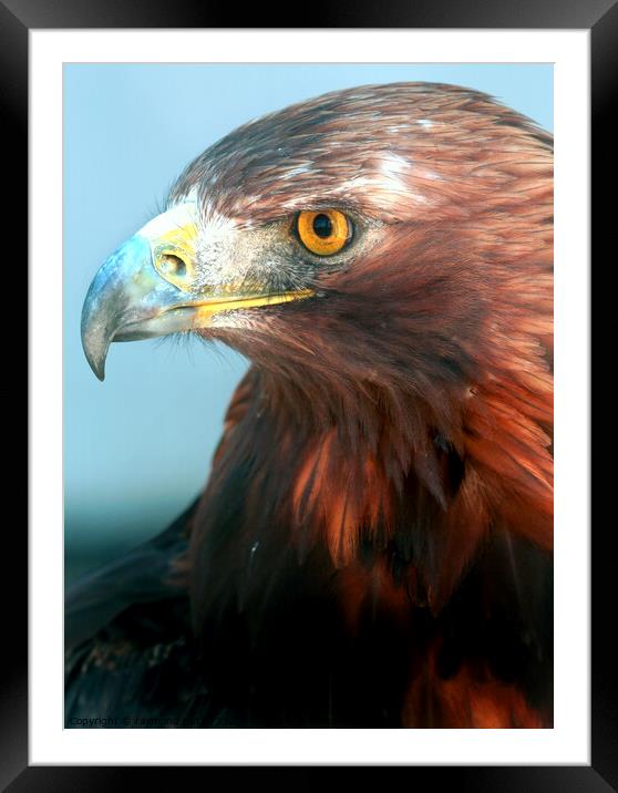 Golden Eagle Framed Mounted Print by Ray Putley