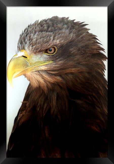 White tailed sea eagle Framed Print by Ray Putley