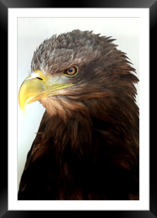 White tailed sea eagle Framed Mounted Print by Ray Putley