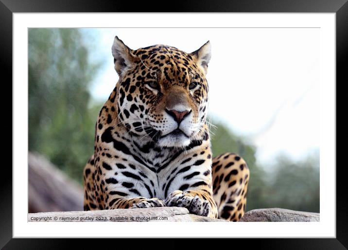 Jaguar Framed Mounted Print by Ray Putley