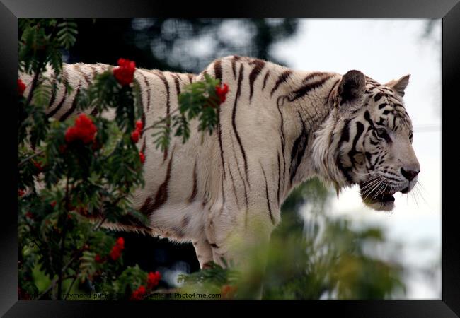 White Tiger Framed Print by Ray Putley