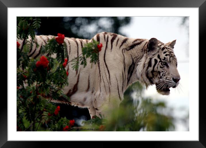White Tiger Framed Mounted Print by Ray Putley