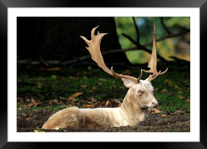 Fallow Deer Framed Mounted Print by Ray Putley