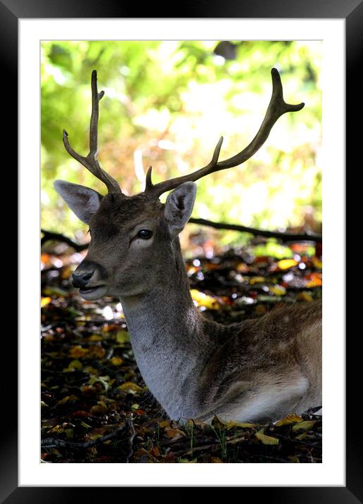 Sika deer Framed Mounted Print by Ray Putley