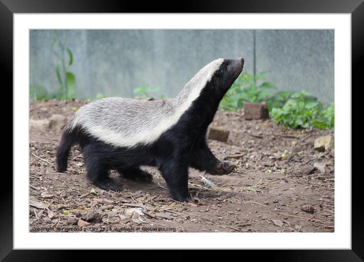Honey Badger Framed Mounted Print by Ray Putley