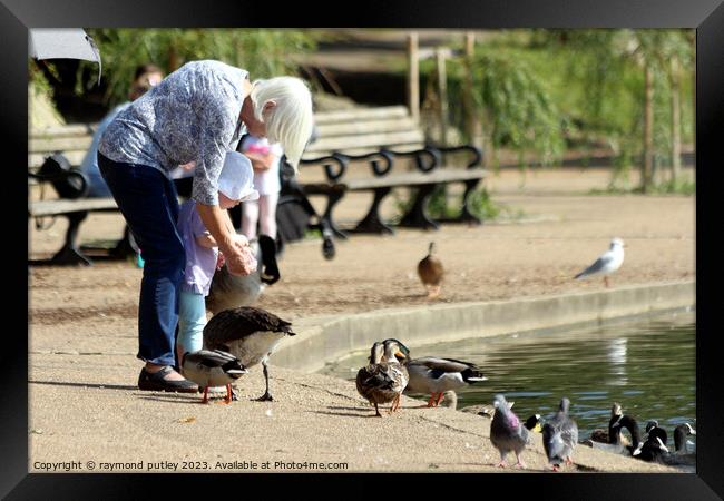 Feeding the Ducks Framed Print by Ray Putley