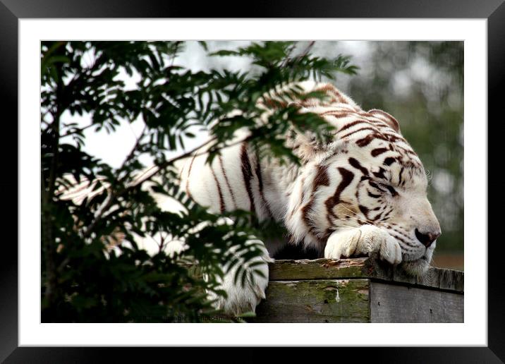 White Tiger  Framed Mounted Print by Ray Putley