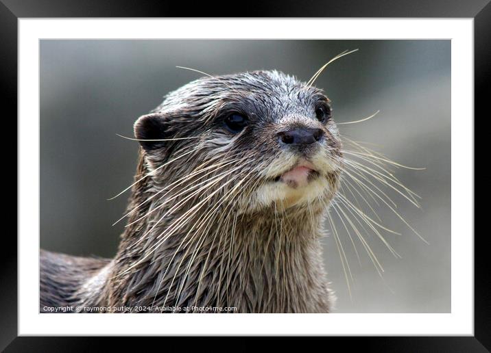  Asian short clawed otter Framed Mounted Print by Ray Putley