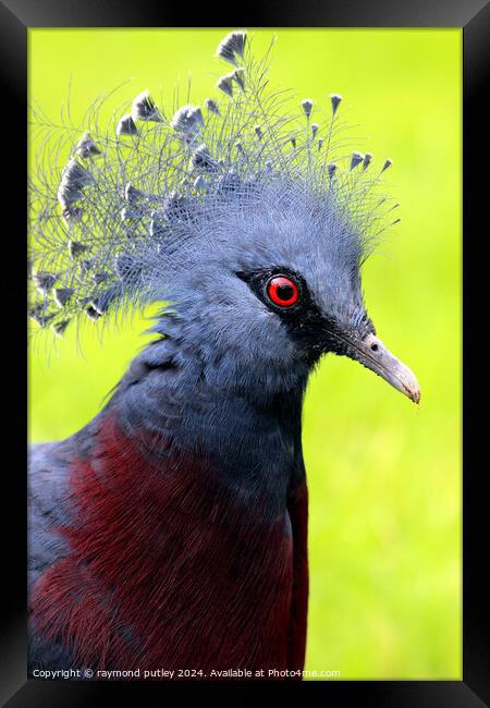 Victoria Crowned Pigeon Framed Print by Ray Putley