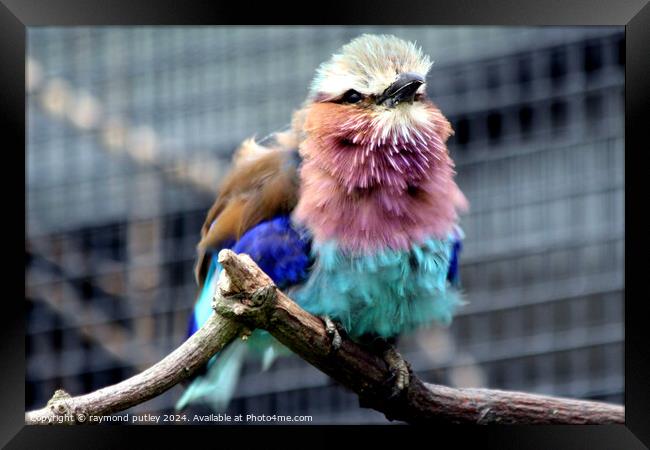 Lilac-Breasted Roller Framed Print by Ray Putley