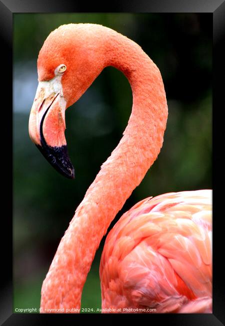 Pink Flamingo  Framed Print by Ray Putley