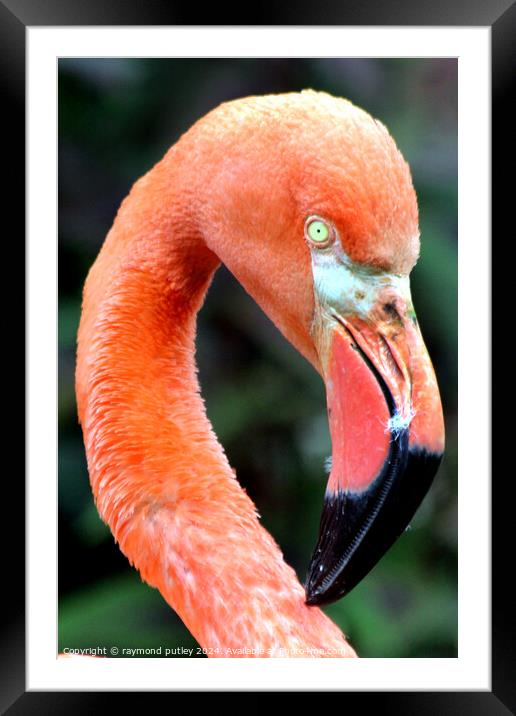 Pink Flamingo Framed Mounted Print by Ray Putley