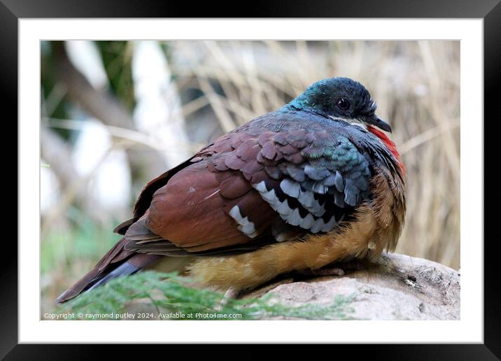 Bartlett's Bleeding-Heart Dove Framed Mounted Print by Ray Putley