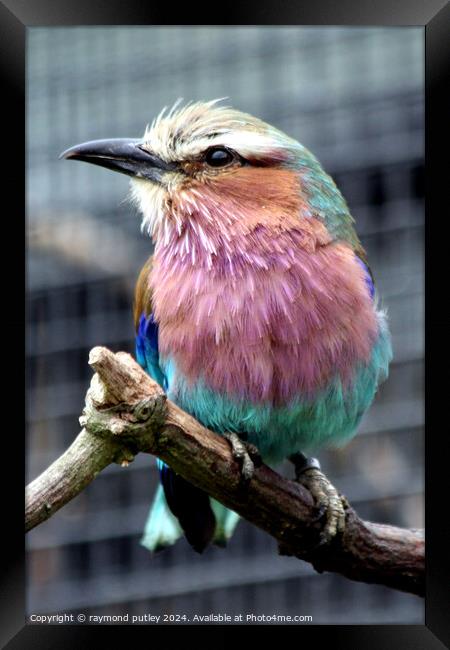 Small Lilac-Breasted Roller Framed Print by Ray Putley