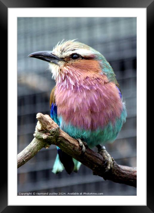 Small Lilac-Breasted Roller Framed Mounted Print by Ray Putley