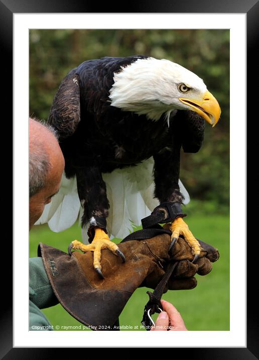 Bald Eagle Framed Mounted Print by Ray Putley