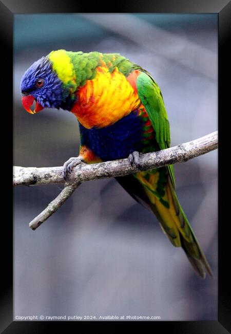 Rainbow Lorikeet Framed Print by Ray Putley