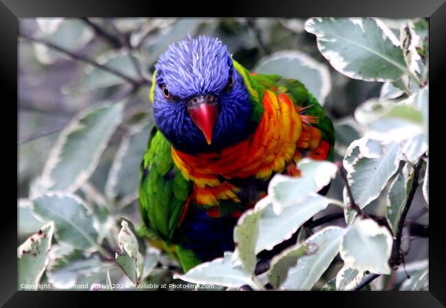 Rainbow Lorikeet Framed Print by Ray Putley